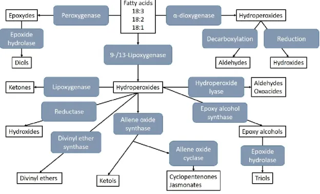 Figure 1.2. Oxylipin biosynthesis pathway (modified from Vellosillo et al., 2007). 