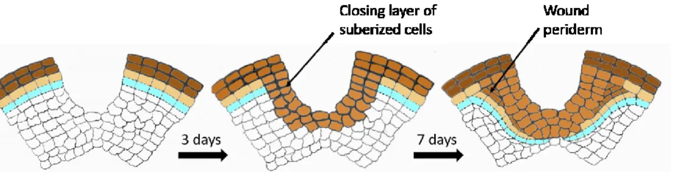 Figure 1.7.  Wound periderm formation (according to Vreugdenhil et al., 2007). 