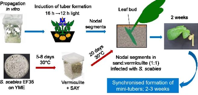 Figure 2.1.  Schematic representation of leaf bud assay for evaluation of potato  common scab resistance