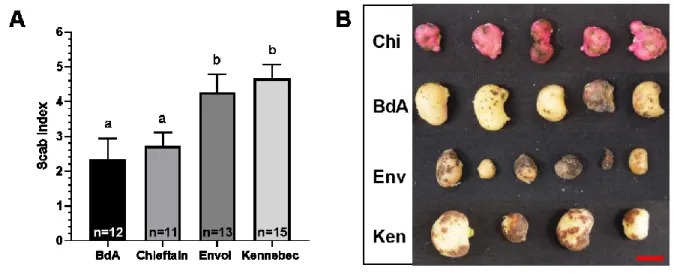 Figure 2.5.  Common  scab  resistance  of  varieties  Kennebec,  Belle  d’août,  Chieftain and Envol evaluated by leaf bud test