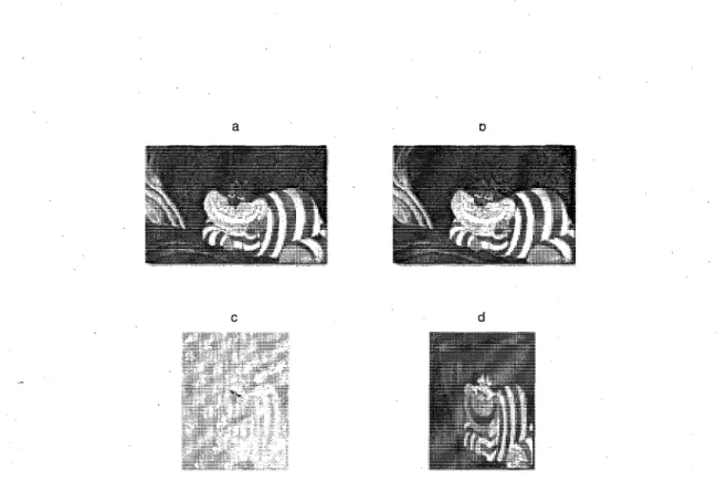 Figure 3-1 Decomposition d'une image RGB (a) dans le nouvel espace de couleur Y (b),  U(c), V (d) et mis au format 4:2:2 