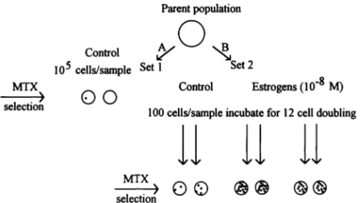 Fig. 1. Schematic diagram of the Luria–Delbru¨ck assay. The first set of 10 Petri dishes (A) contains replicate samples in which 10 5 cells from the parent population were plated directly into selection medium (9 3LD 50 of MTX) and analyzed for the number 