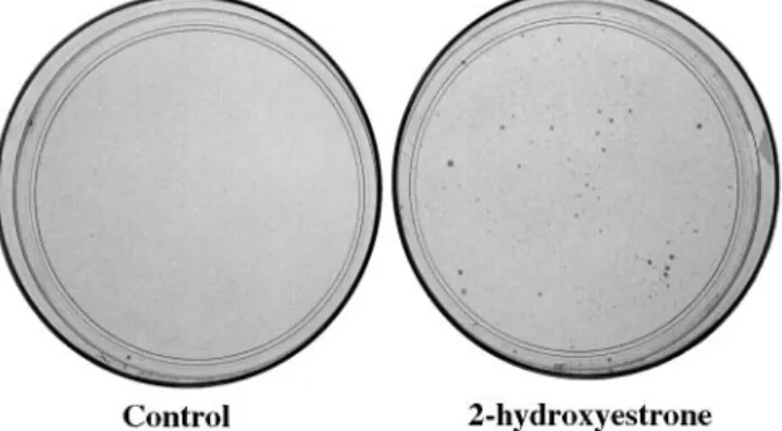 Fig. 2. MTX resistant colonies obtained after exposure to the estrogens. The Luria–Delbru¨ck assay was performed as shown in Figure 1