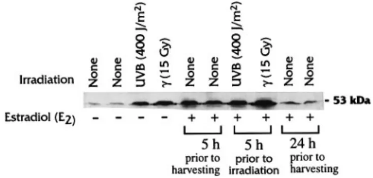 Fig. 5. dhfr gene dosage in MTX resistant clones. Southern blot analysis of MTX-resistant clones was performed to test for the presence of an amplified dhfr gene, using the gapdh gene as an internal control