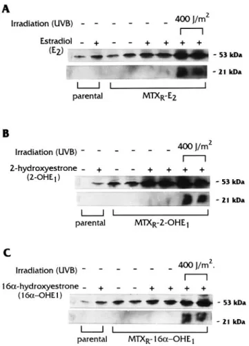 Fig. 8. Modulation of p53 protein expression by estrogens and UVB radiation. (A) Estradiol (E 2 ); (B) 2-hydroxyestrone (2-OHE 1 ); and (C) 16α-hydroxyestrone (16-OHE 1 ) were used