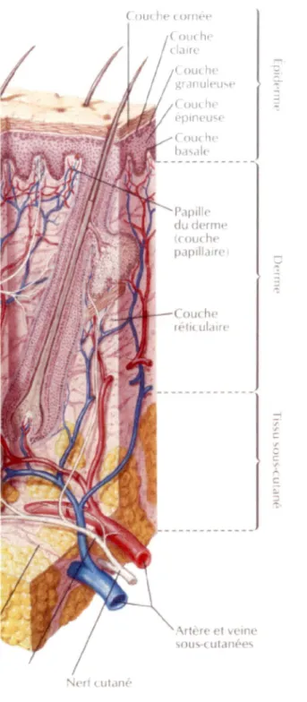 Fig. 1 : Représentation schématique des différentes couches de  la peau ainsi  que  celles de l'épiderme