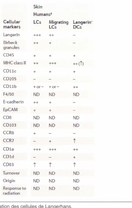 Fig. 2 : Caractérisation des cellules de Langerhans. 