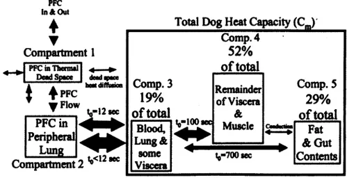 Figure  2.9  Modèle  thermique  pax compartiments du  chien  lors de lavage  pulmonaire à l’aide  de  PFC  (Harris2001)