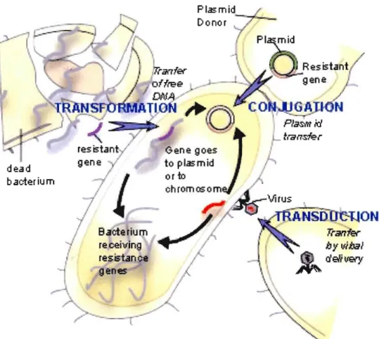 Figure 1.5  Trois mécanismes de transfert horizontal de gènes incluant la  transformation, la  conjugaison et la  transduction