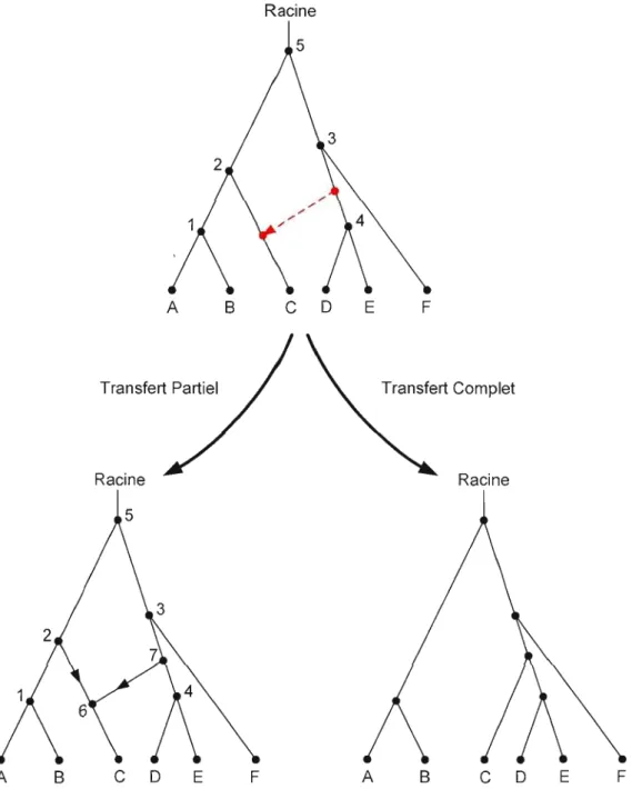 Figure 2.2  Comparaison des deux  modèles de transferts  horizontaux. 