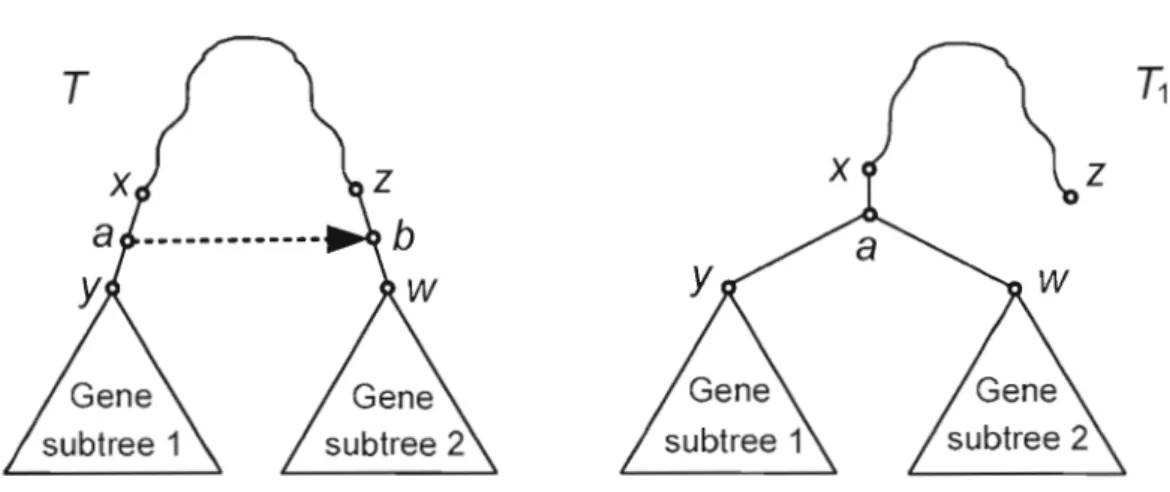 Figure 3.3  Illustration de  la  contrainte de sous-arbres. Le transfert entre les  branches  (xV')  et  (z,w)  dans l'arbre d'espèces  T est  permis si  et seulement si  les sous-arbres  enracinés  par les  branches  (x,a)  et  (z,w),  ainsi que leur regr