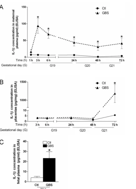 Figure 1. IL-1β titers in the placenta, maternal and fetal blood, at 3-72 h post-GBS  challenge