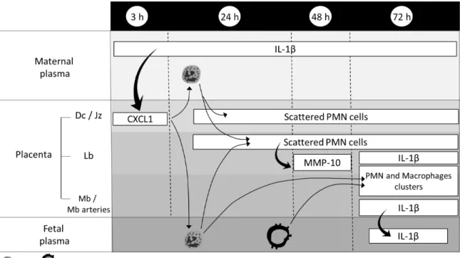 Figure 6. Spatiotemporal distribution of inflammatory molecules and cells following  the inactivated-GBS challenge