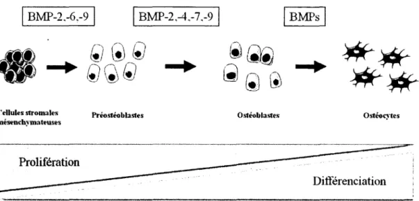 Figure 2.8  :  Prolifération  et  différenciation  des  préostéoblastes  issus  des  CSMs  (Servier  Medical Art;  Harada et Rodan, 2003; Marquis e ta l.,  2009)