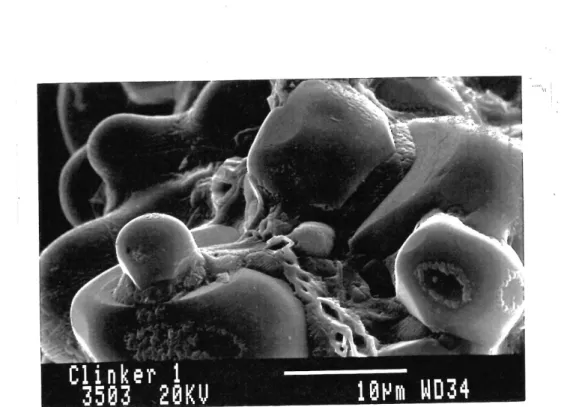 Figure 1.2 Image de grains de ciment generee en microscopic electronique a balayage