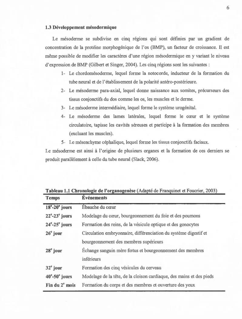 Tableau 1.1  Chronologie de l'organogenèse (Adapté de Franquinet et Foucrier,  2003)  Temps  Événements  l8e-20e  jours  22e-23e  jours  24e-25e  jours  26ejour  28e  jour  Ebauche du cœur 