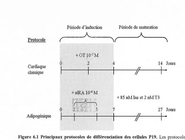 Figure  6.1  Principaux  protocoles  de  différenciation  des  ce llules  P19.  Les  protocoles  de  différenciation cardiaque classique et  adipogénique  comportent deux  étapes  distinctes