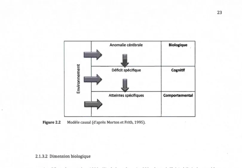 Figure 2.2  Modèle causal (d'après Morton et Frith, 1995). 