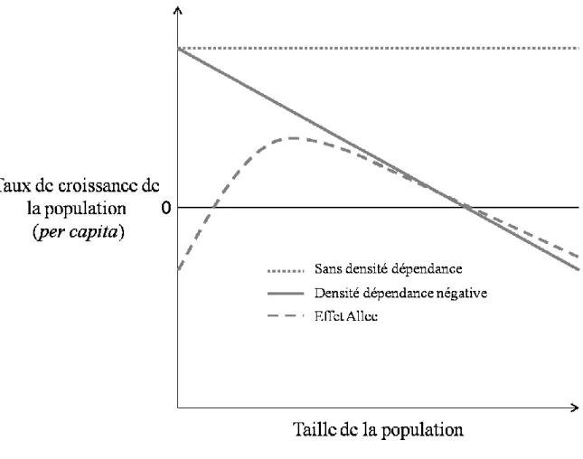 Figure  1.1  Modèle  théorique  montrant  le  taux  de  croissance  per  capita  en  fonction  de  la  densité  pour  une  population  ne  montrant  pas  de  densité  dépendance  (ligne  pointillée),  montrant une densité dépendance négative (ligne pleine)