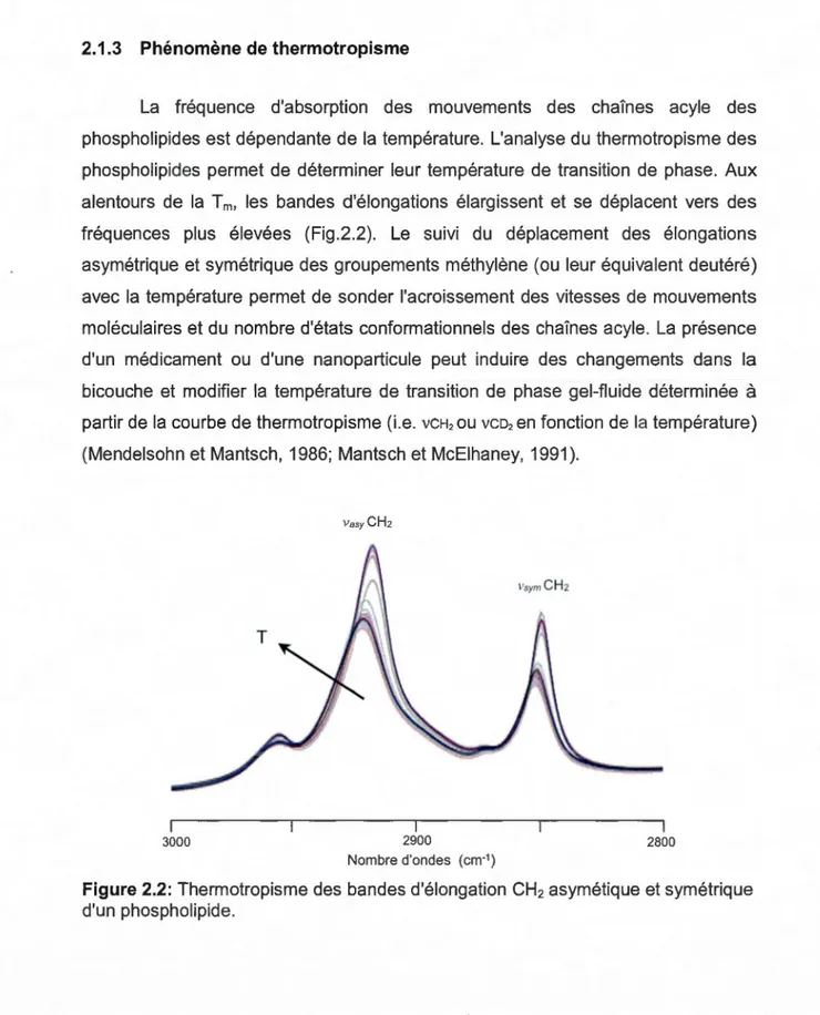 Figure 2.2:  Thermotropisme des  bandes d'élongation CH 2  asymétique et symétrique  d'un  phospholipide