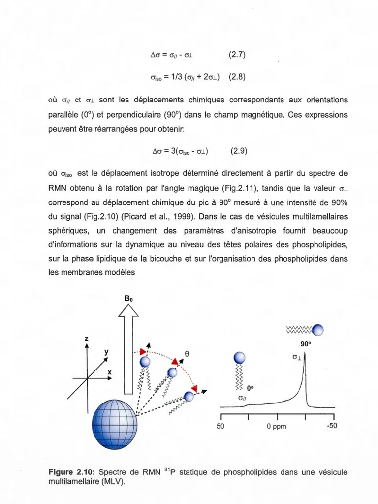 Figure  2.10:  Spectre  de  RMN  31  P  statique  de  phospholipides  dans  une  vésicule  multilamellaire (MLV)