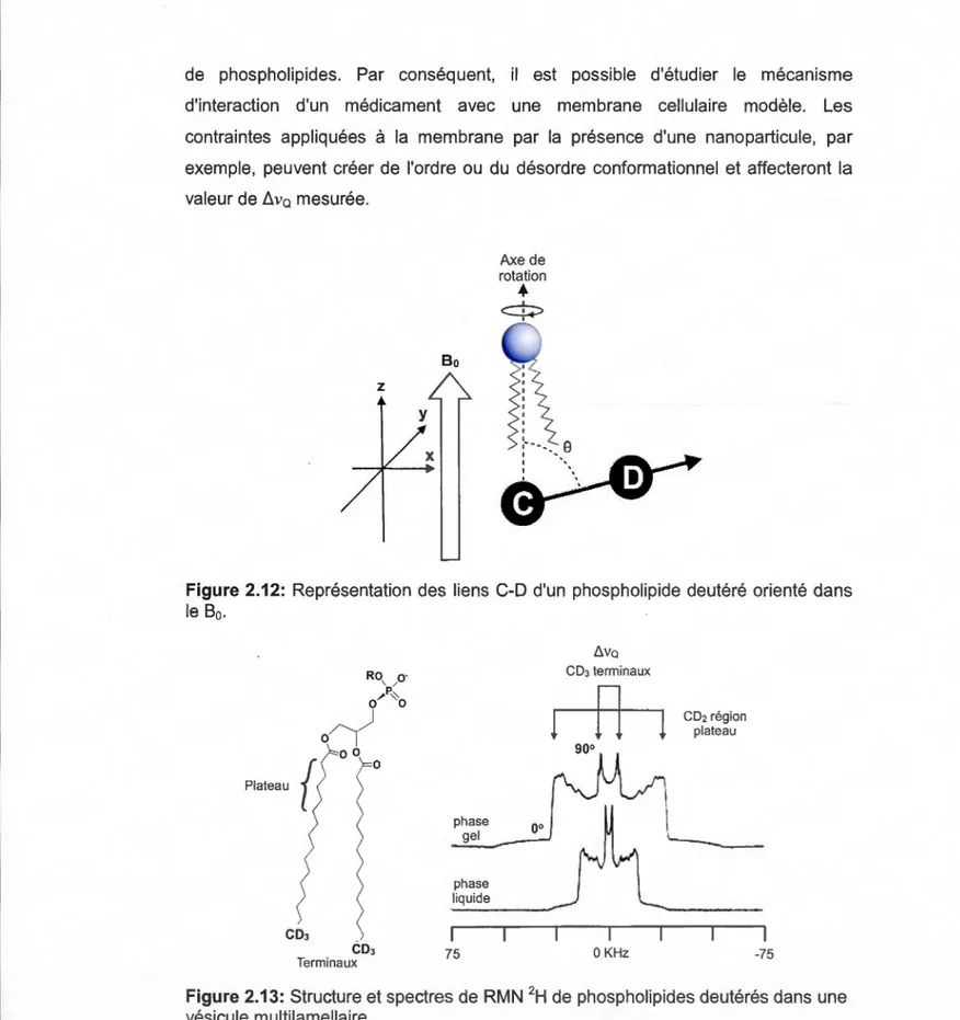 Figure  2.12:  Représentation  des  liens  C-D  d'un  phospholipide  deutéré  orienté  dans  le  8 0 