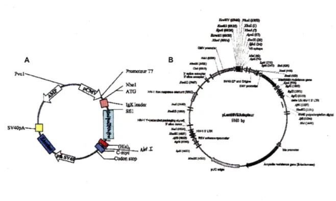 Figure 13 : Plasmides utilisés lors de la construction du plasmide pLenti CTD2 