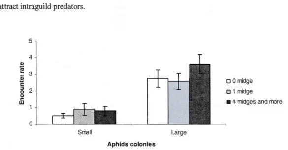 Figure  3.1.  Encounter  rate  (mean± SE)  between  intraguild  predators  and  aph ids  colonies  according  the  absence  or  the  presence  of one  midge  or  four  midges  and  more,  in  two  different  colony  sizes  (smalls and  larges)