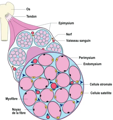 Figure 1.1 Organisation du muscle squelettique 