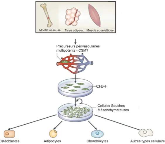 Figure 1.2 Caractéristiques des cellules souches mésenchymateuses 