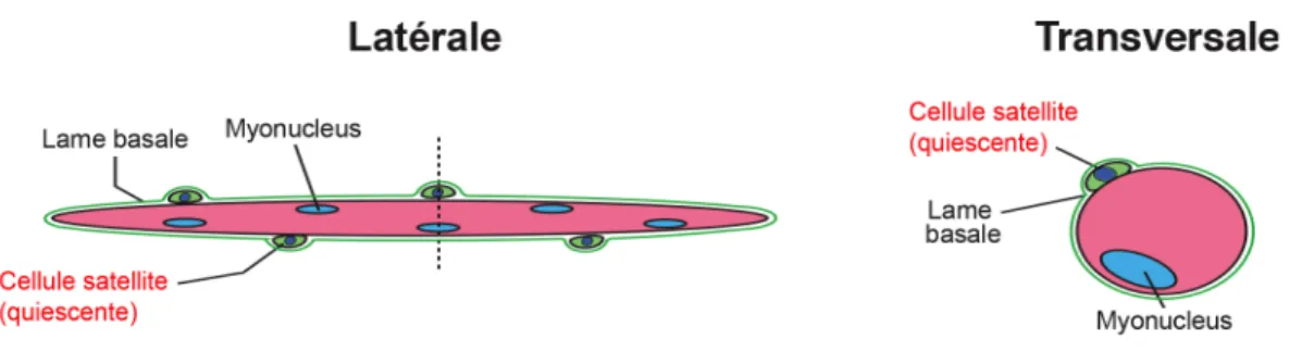 Figure 1.4 La fibre musculaire et la cellule satellite 