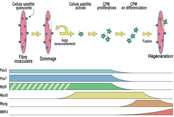 Figure 1.5 Facteurs de transcription intervenant dans les différentes étapes de la  différenciation myogénique adulte 