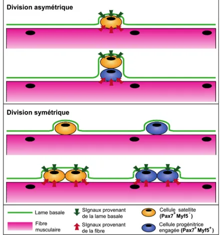 Figure 1.6 Modèles de division asymétrique et symétrique des cellules satellites  La  division  asymétrique  (orientation  baso-apicale)  des  cellules  satellites  permet  de  maintenir  le  réservoir de cellules satellites (Pax7 + Myf5 - ) alors que la d