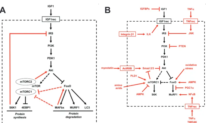 Figure 1.7 La régulation de la masse musculaire est sous contrôle de la voie de  signalisation IGF1-AKT 