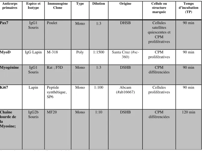 Tableau 2.1 Anticorps primaires utilisés en immunofluorescence 