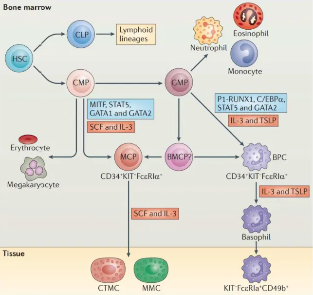 Figure 1 : Développement des mastocytes et des basophiles à partir de cellules souches  hématopoïétiques