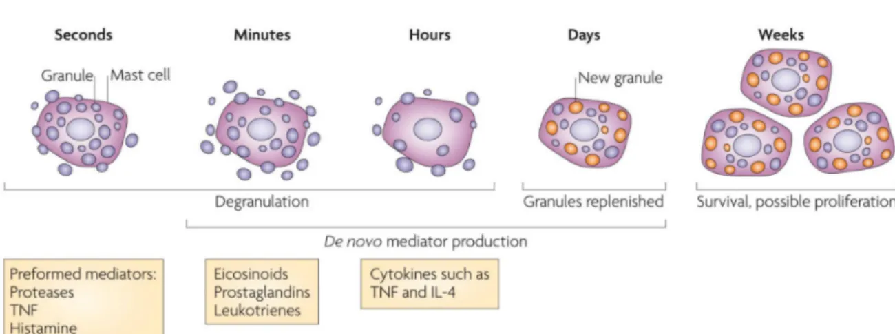 Figure 3 : Étapes de dégranulation mastocytaire, de production de novo de médiateurs  et de réapprovisionnement en granule