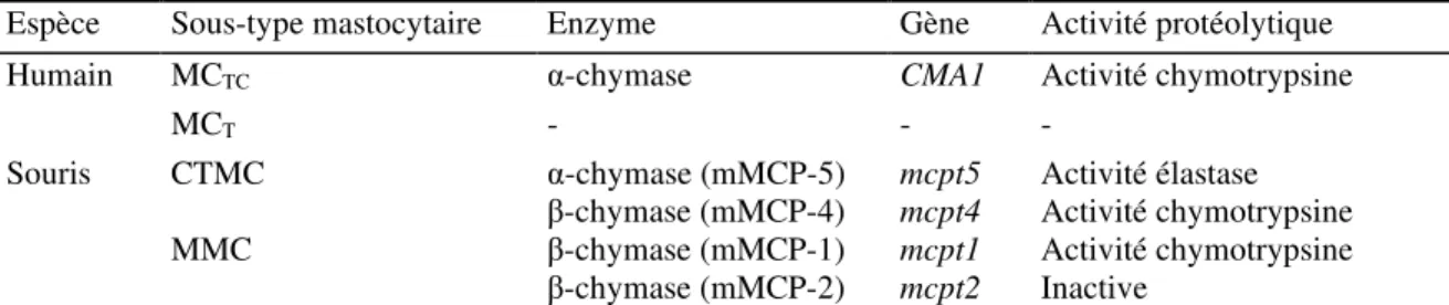 Tableau 5 : Caractéristiques des différentes chymases retrouvées dans les mastocytes  humains et de souris