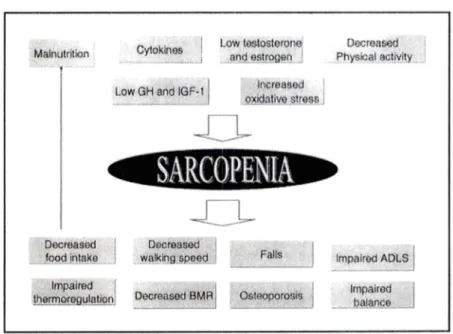 Figure 2. Liste des différents facteurs influençant la sarcopénie