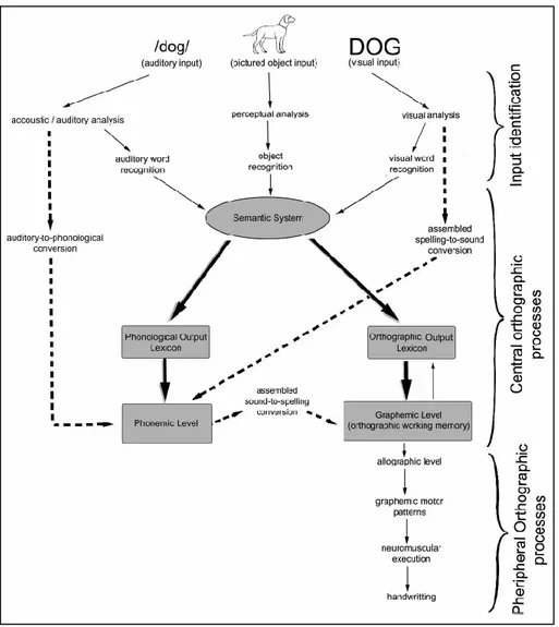 Figure 6 : Processus mobilisés lors de la production écrite de mots isolés   (Bonin et al., 2015) 