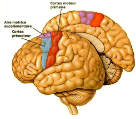 Figure 4. Système moteur 