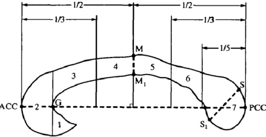 Figure 5. Sous-divisions du corps calleux (CC) selon Witelson 