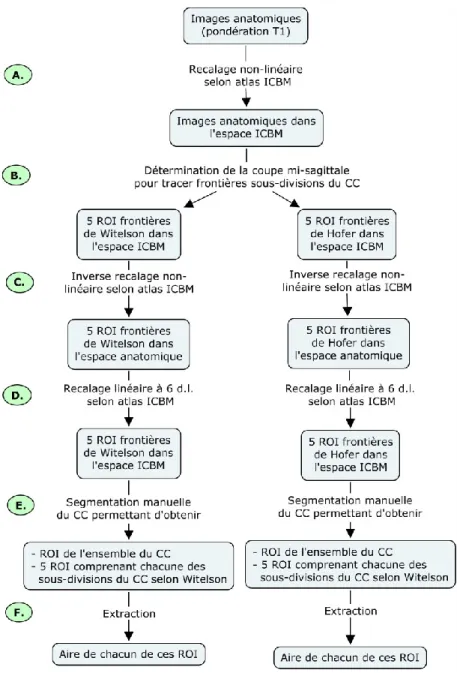 Figure 13. Méthode utilisée pour évaluer l’aire du CC 