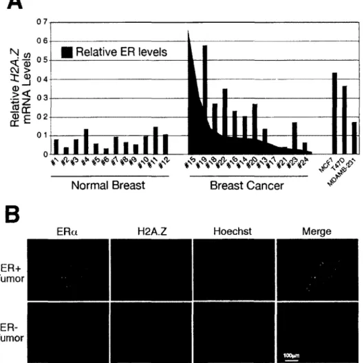 Figure 3-2 : H2A.Z is overexpressed in several different cancerous cell lines and  tissues and correlates with ERa levels