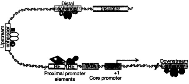 Figure 1-4 : Gene promoter structure in regulatable gene expression 