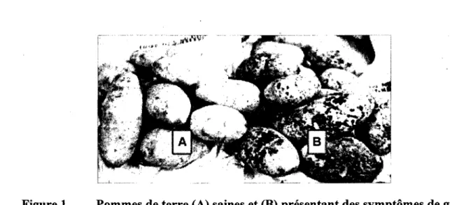 Figure 1. Pommes de terre (A) saines et (B) presentant des symptomes de gale  commune 