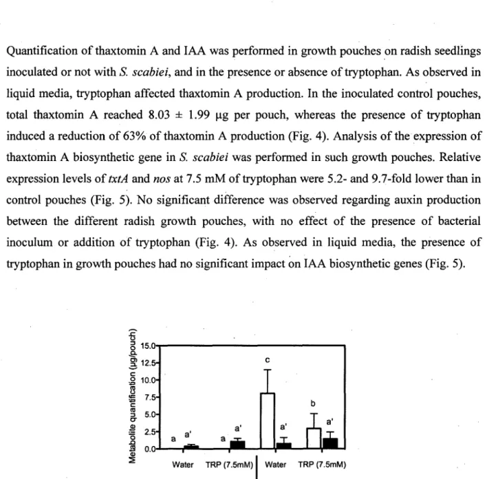 FIG. 4. Thaxtomin A (white bars) and IAA (black bars) quantification in radish growth  pouches inoculated or not with S