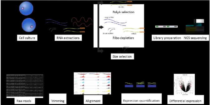 Figure 6. Overview of a typical RNA-Seq experimental workflow. 