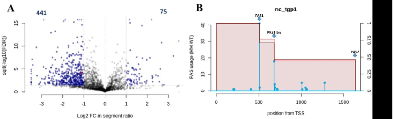 Figure 8. Proximal cleavage sites are preferentially used in the Rpb1 slow mutant. 