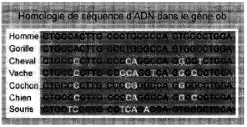 figure 1.5 - Taux de conservation de certaines sequences entre differentes especes. 